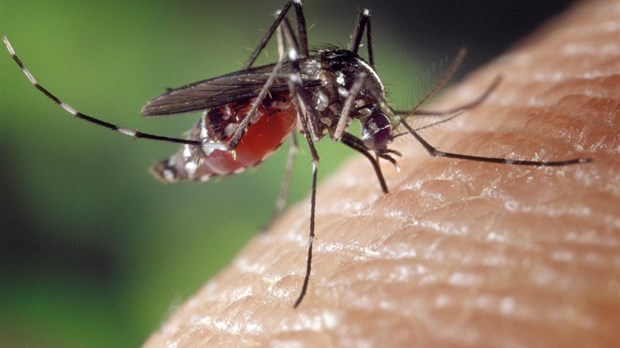 Virus du Nil occidental : 2018, une année record en Montérégie