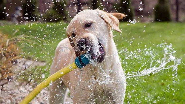Il faut chaud aussi pour nos animaux