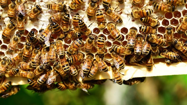 Abeilles : une lutte contre la perte de pollinisateurs essentiels