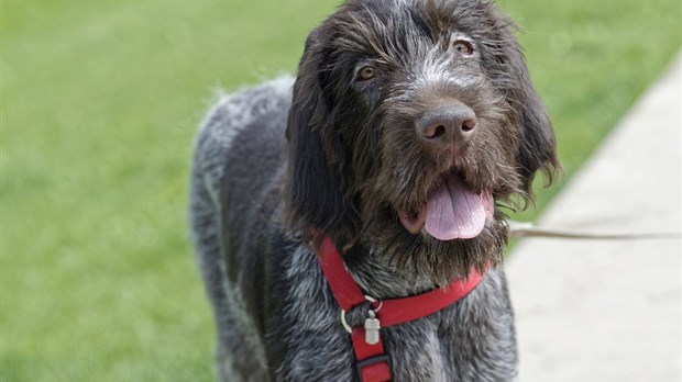 Dorénavant, tout chien de 20 kg et plus doit porter en tout temps un licou ou un harnais attaché à sa laisse.