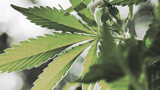 Production de cannabis : opération policière à Saint-Blaise-sur-Richelieu