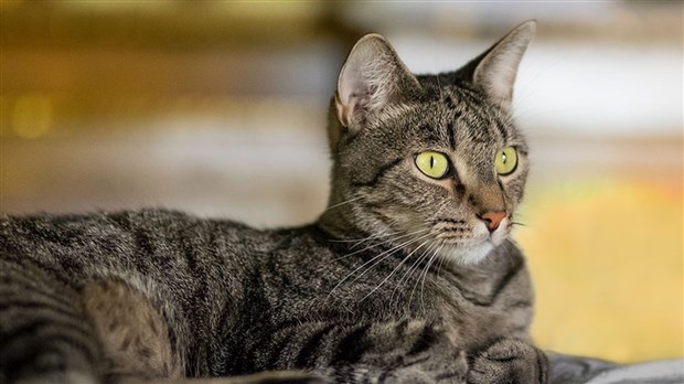 Faites micropucer votre animal à moindre coût