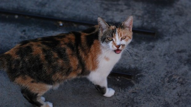 Démarrage du programme Capture, Stérilisation, Relâche et Maintien pour chats errants à Carignan