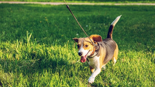 Tout chien de 20 kg et plus doit désormais porter un licou ou un harnais attaché à sa laisse