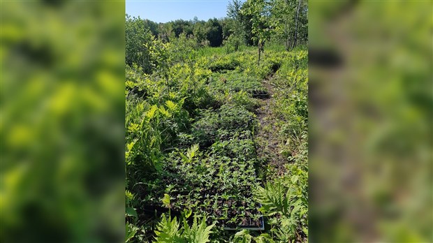 La SQ poursuit ses efforts dans la lutte contre la production illégale de cannabis