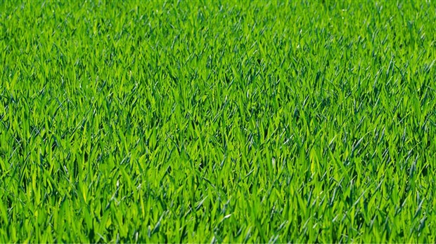 Quoi faire pour se débarrasser des vers blancs? 