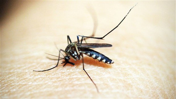 La piqûre d’un maringouin infecté peut causer l’infection au virus du Nil occidental