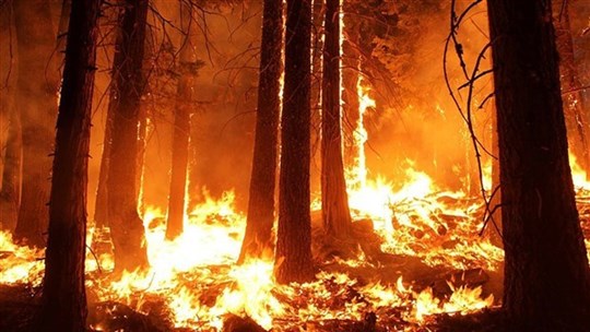 Connaissez-vous les causes principales de feux de forêt ?