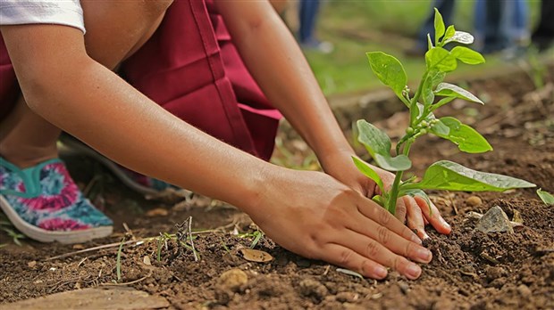 Le 8 septembre, on adopte un arbre à la Ville de Carignan 