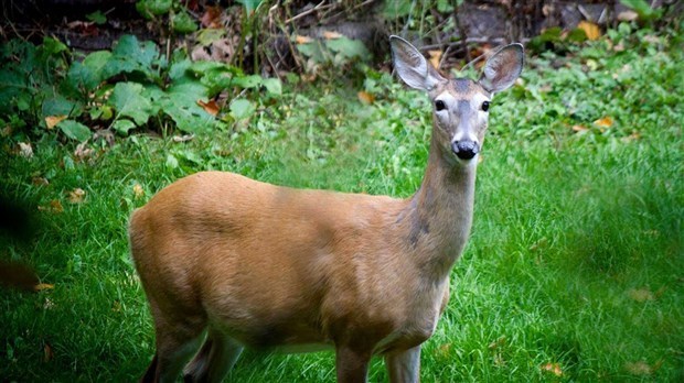Durant la saison de la chasse, soyez prudent !