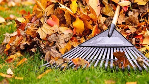 Quatre collectes de feuilles mortes prévues à Carignan cet automne