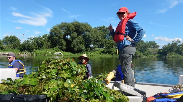Châtaigne d’eau sur la Yamaska: une faible quantité arrachée en 2020