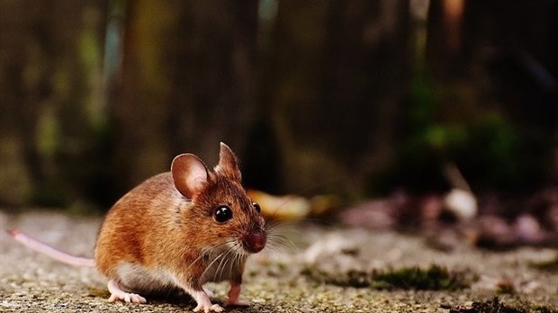 Quels sont les meilleurs moyens pour exterminer les souris?