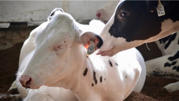 Préparer l'adaptation des fermes de la Montérégie aux changements climatiques 