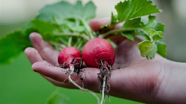 Les agriculteurs pourraient-ils embaucher les travailleurs ayant perdu leur emploi ? 