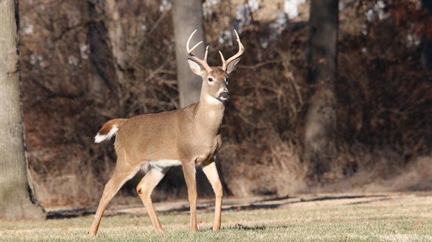Abondance de cerfs de Virginie en Montérégie: des permis spéciaux pour les agriculteurs 