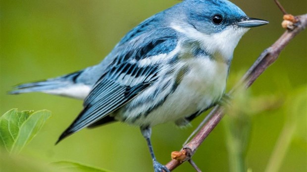 Relance économique: selon le CRE Montérégie, le projet de loi 61 doit prioriser la protection de l’environnement