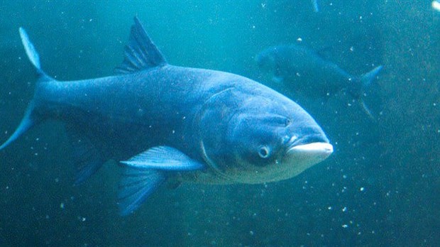 Une carpe de roseau est repêchée du bassin de Chambly