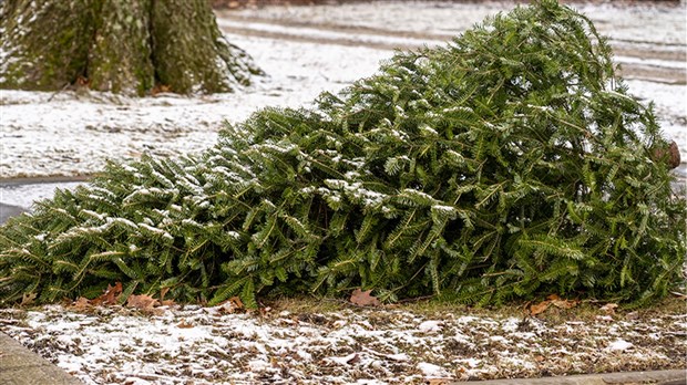 Collecte de sapins naturels ce lundi à Chambly
