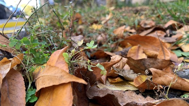 Donnez un coup de pouce à la nature en laissant les feuilles mortes faire leur travail