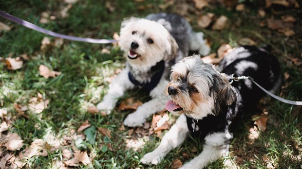 Quelques rappels pour passer l’Halloween avec votre chien