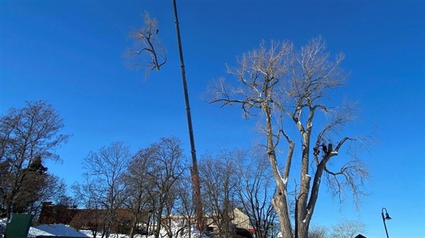 Abattage du peuplier deltoïde au lieu historique national du Canal-de-Chambly