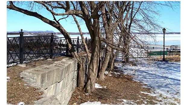 Une dizaine d'arbres abattus à la Ville de Chambly 