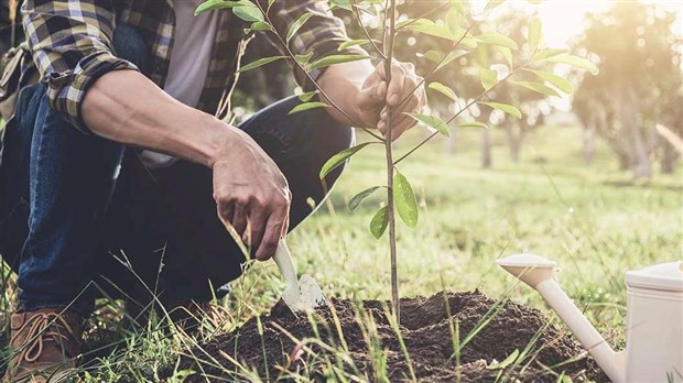 Distribution de pousses d’arbres pour les citoyens de Chambly