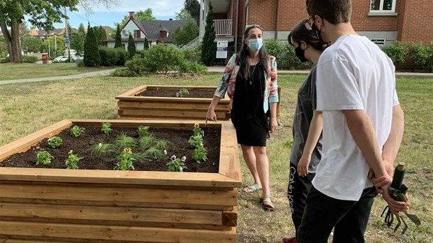 Un jardin comestible dans le Vieux-Chambly 