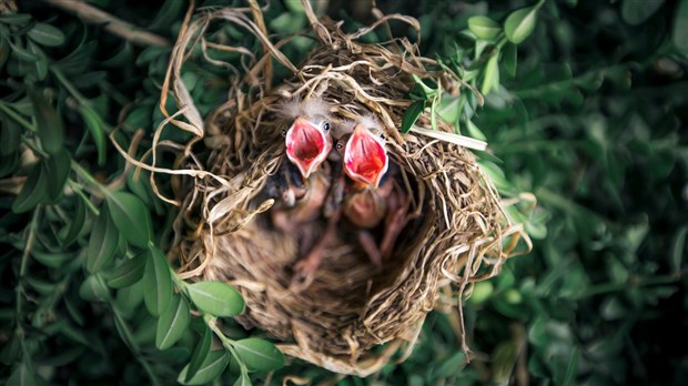 Une amende de 60 000 $ pour avoir enfreint une loi sur les oiseaux migrateurs
