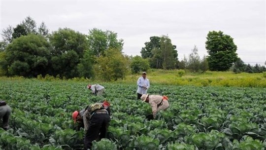 Travailleurs étrangers temporaires : Québec et Ottawa signent une entente 