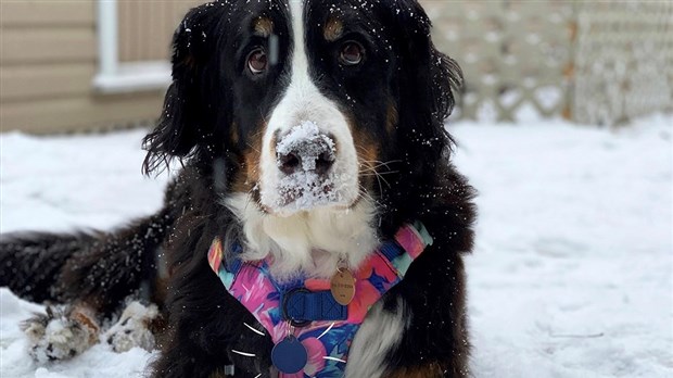 La Ville de Chambly encourage l'identification des animaux de compagnie