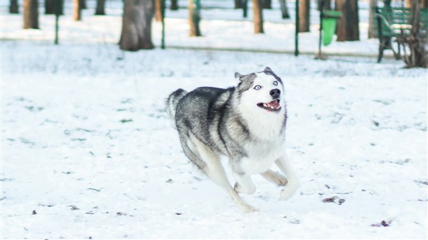 Où promener son chien à Chambly