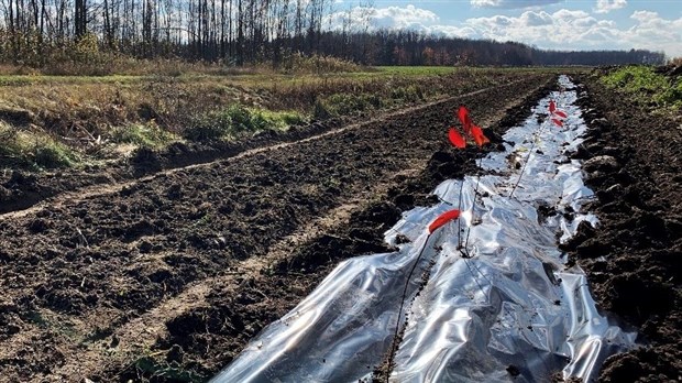 Plus de 14 000 arbustes plantés pour revégétaliser les bandes riveraines en Montérégie