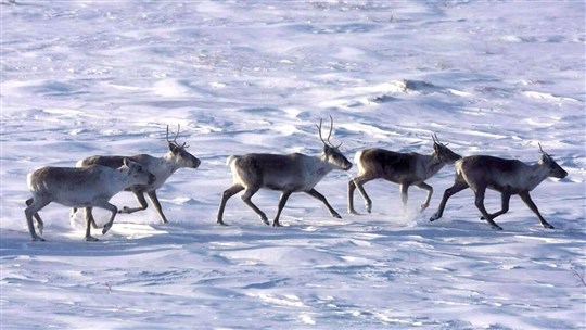 Protection du caribou: Ottawa menace Québec d'intervenir