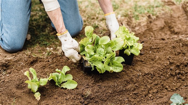 Collectes des résidus verts pour le printemps à Chambly