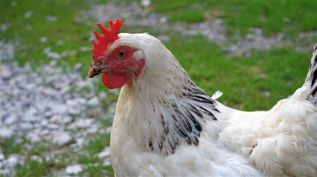 Rappel de la réglementation sur les poules pondeuses à Chambly