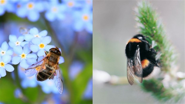 Conférence : Pollinisateurs et plantes indigènes, une histoire d'amour