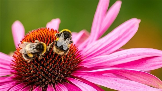 Un tiers des espèces d’insectes pourrait disparaître d’ici la fin du siècle