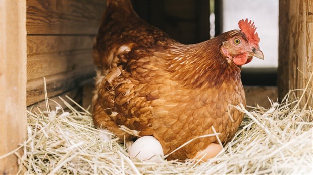 Les éleveurs d’oiseaux invités à stopper la vente des oeufs