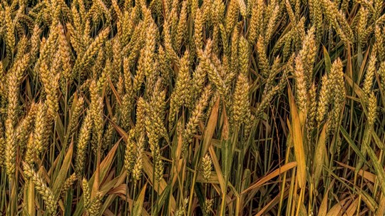 Les Producteurs de grains du Québec demandent des mesures pour les droits de douane
