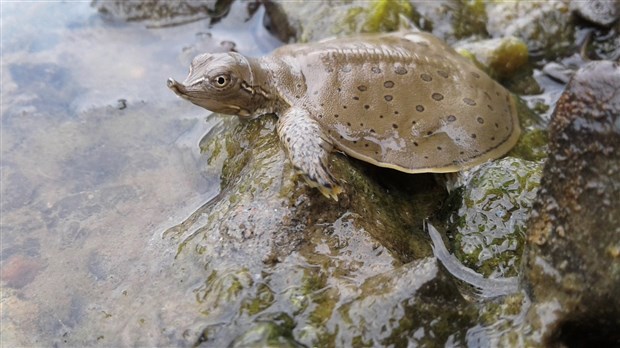 Un groupe de conservation protège cinq îlots de la rivière Richelieu