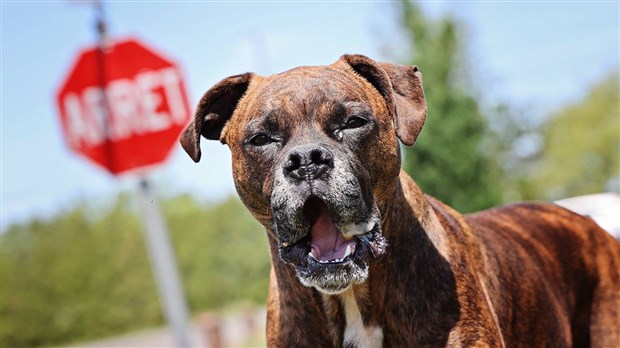 Entrée en vigueur du règlement sur la présence des chiens dans les lieux publics