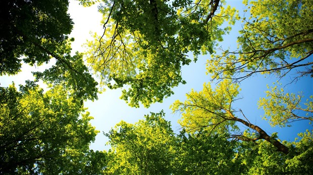 La Ville de Chambly cristallise une zone importante de son territoire dédiée à la protection de milieux naturels