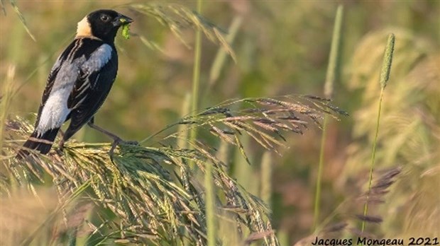 Des producteurs agricoles modifient leurs pratiques pour venir en aide aux oiseaux champêtres