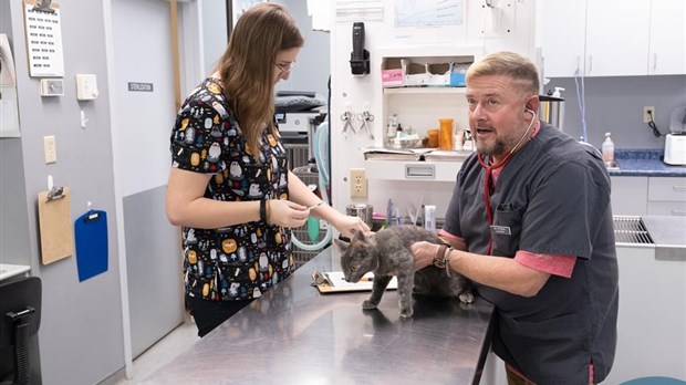 La santé mentale des vétérinaires canadiens se détériore