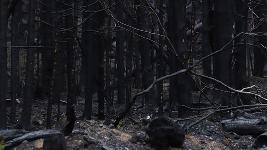 Climat et aménagement des forêts: un vaste chantier est nécessaire