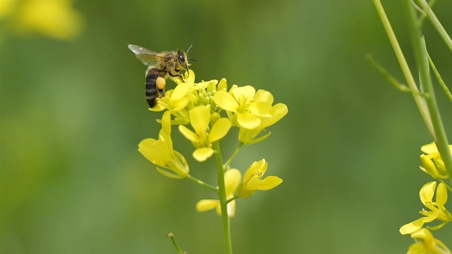 Les changements climatiques menacent les pollinisateurs, prévient une étude