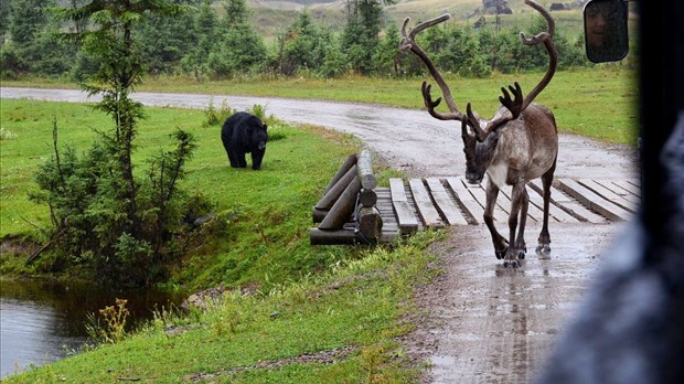Caribou: 50% des 2000 pertes d'emplois seraient dans le même secteur, selon Québec