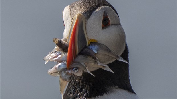 Les macareux montrent des signes d'adaptation au changement climatique